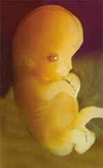 feto a 7 settimane di gravidanza