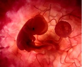 embrione in gravidanza
