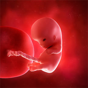 immagine feto